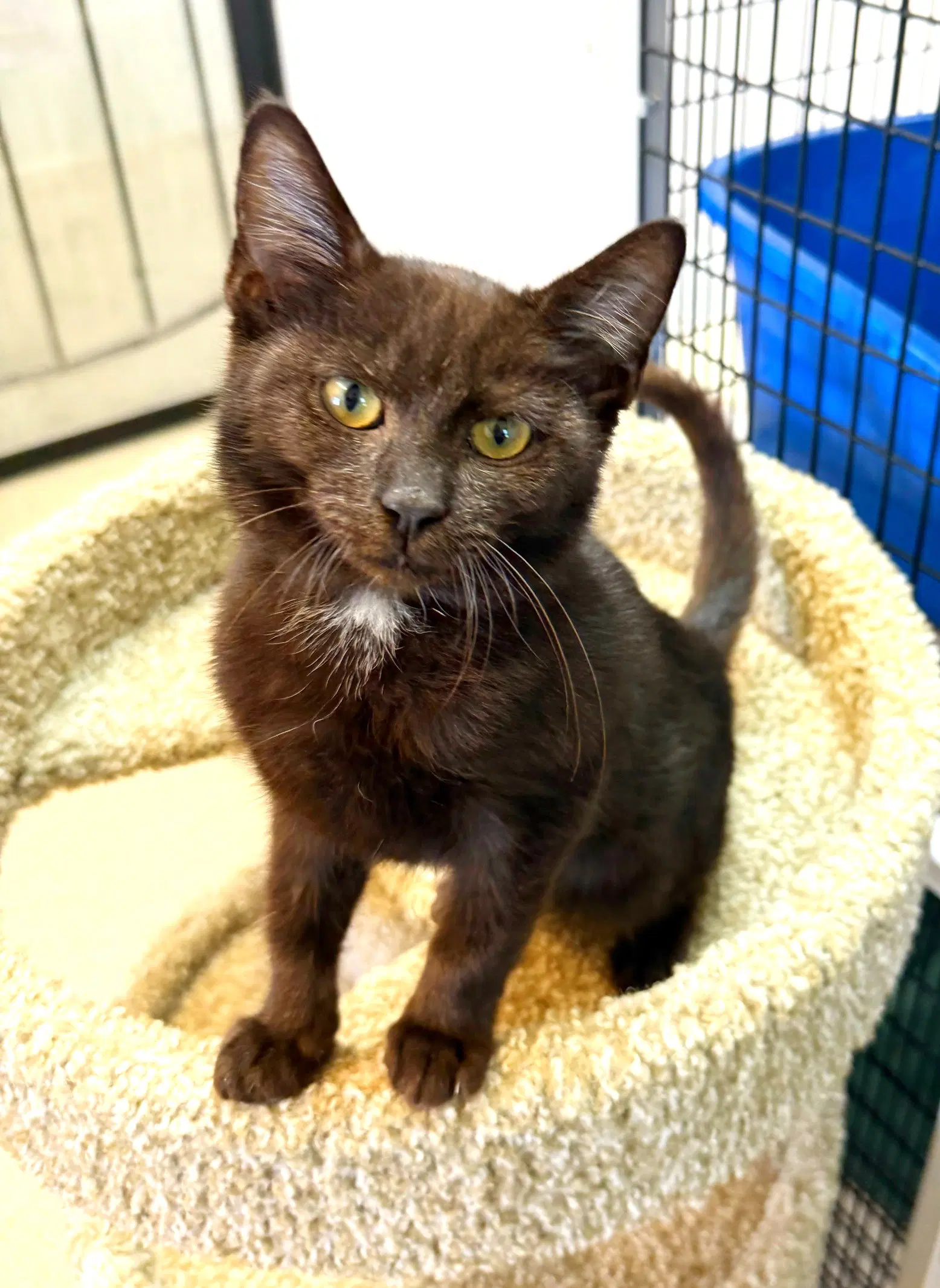 Kitten Poncho - Domestic Short Hair