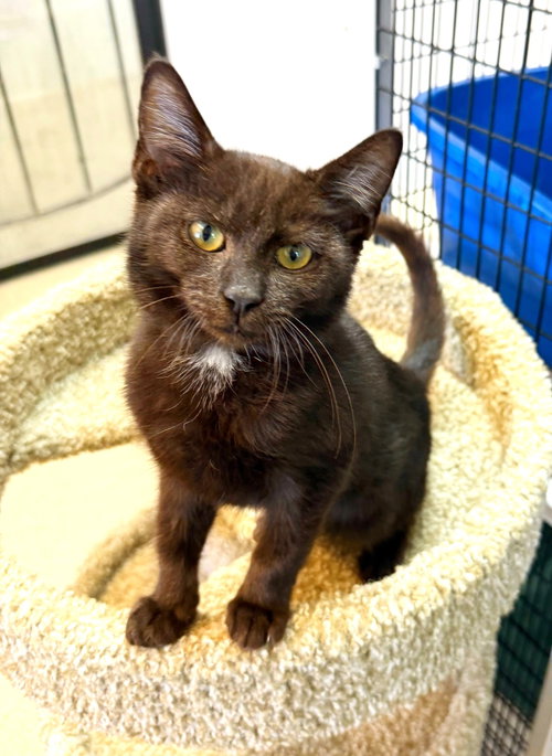 picture of the cat needing adoption