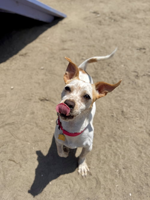 picture of the dog needing adoption
