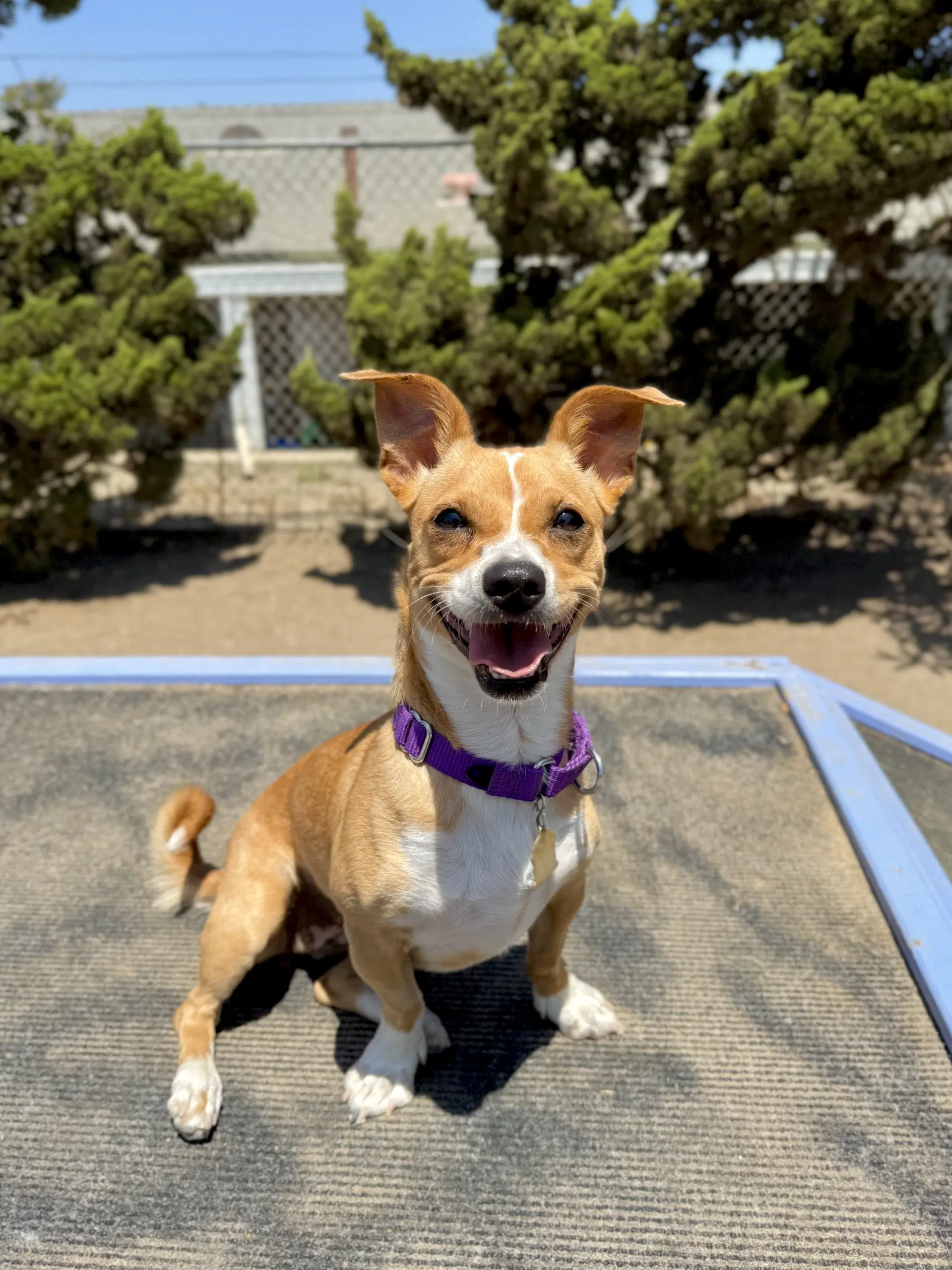 Cora - Corgi