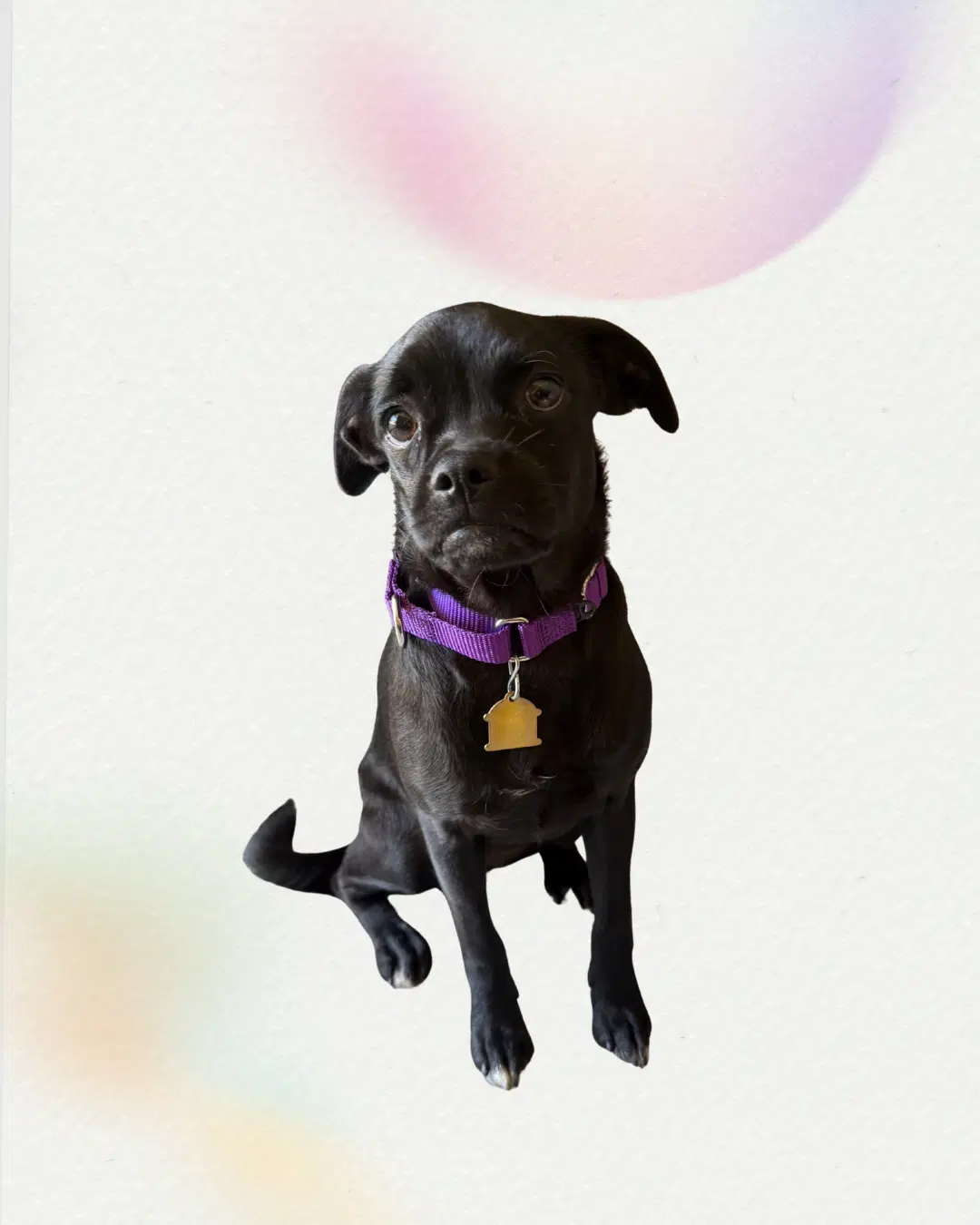 Zuma - Pug