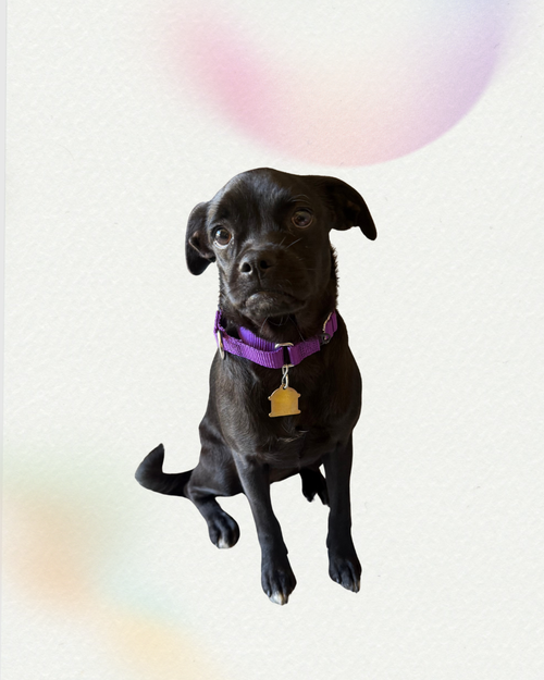 picture of the dog needing adoption