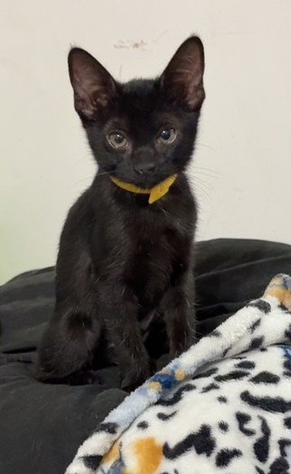 Kitten Xochi, photo 3