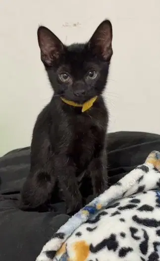 Kitten Xochi image 2
