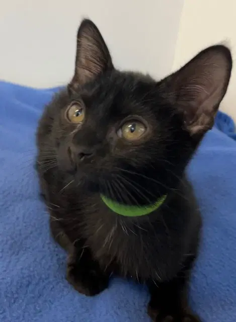 Kitten Xochi - Domestic Short Hair