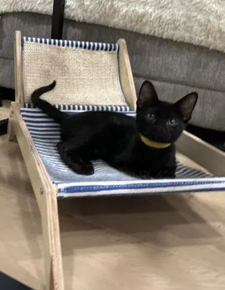 Kitten Xochi image 3