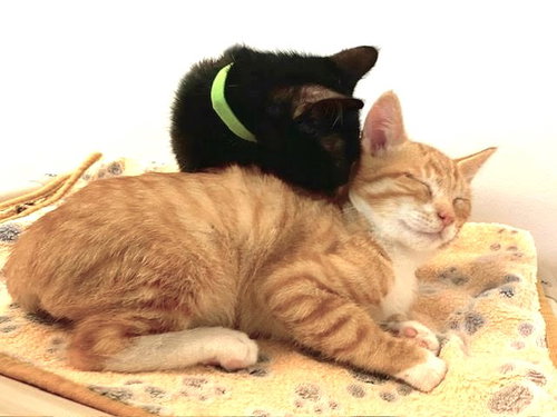 Photo 6 of Kitten Xochi
