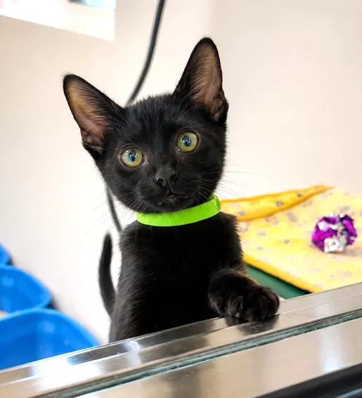 Kitten Xochi - Domestic Short Hair