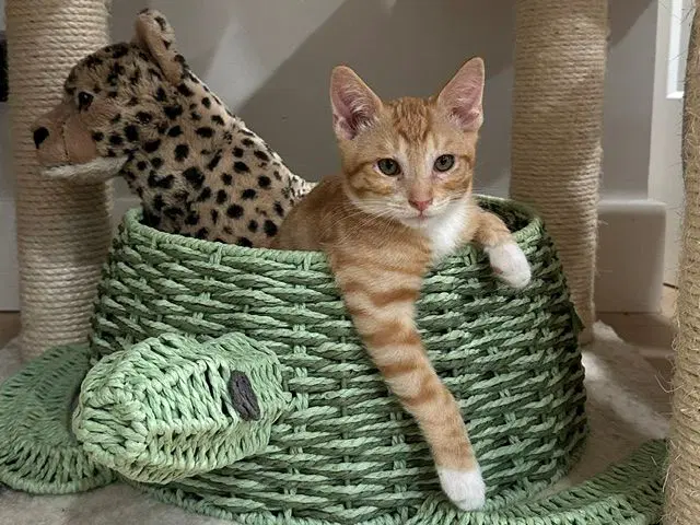 Kitten Weeble image 2