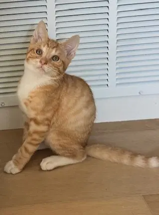 Kitten Weeble image 3