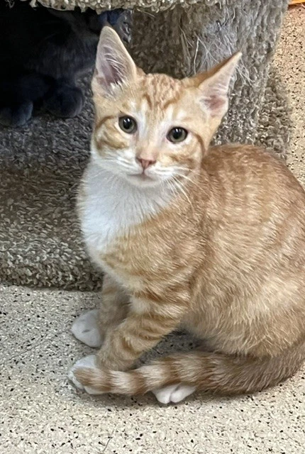 Kitten Weeble
