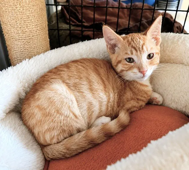 Kitten Weeble - Domestic Short Hair