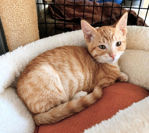 Kitten Weeble, a cat for adoption from Friends of the Seal Beach Animal Care Center