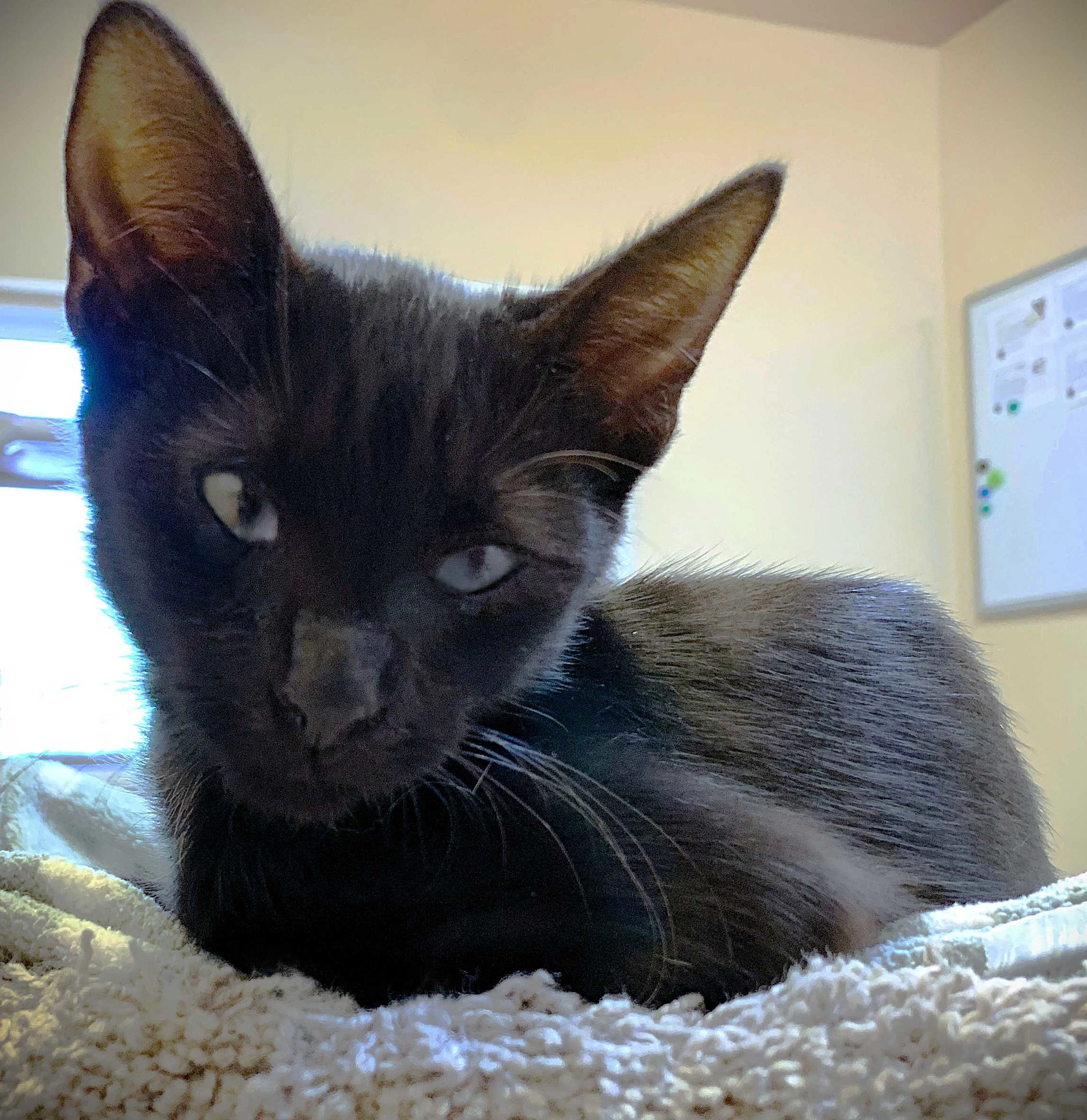 Kitten Gemini
