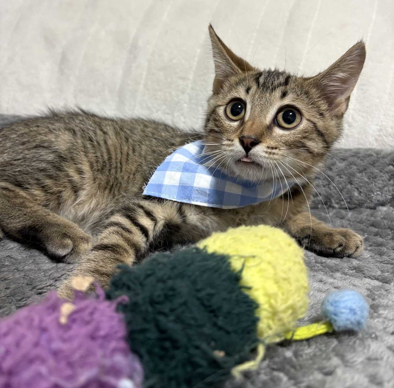 Kitten Oso - Domestic Short Hair