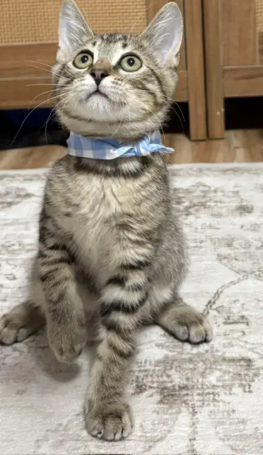 Kitten Oso image 2