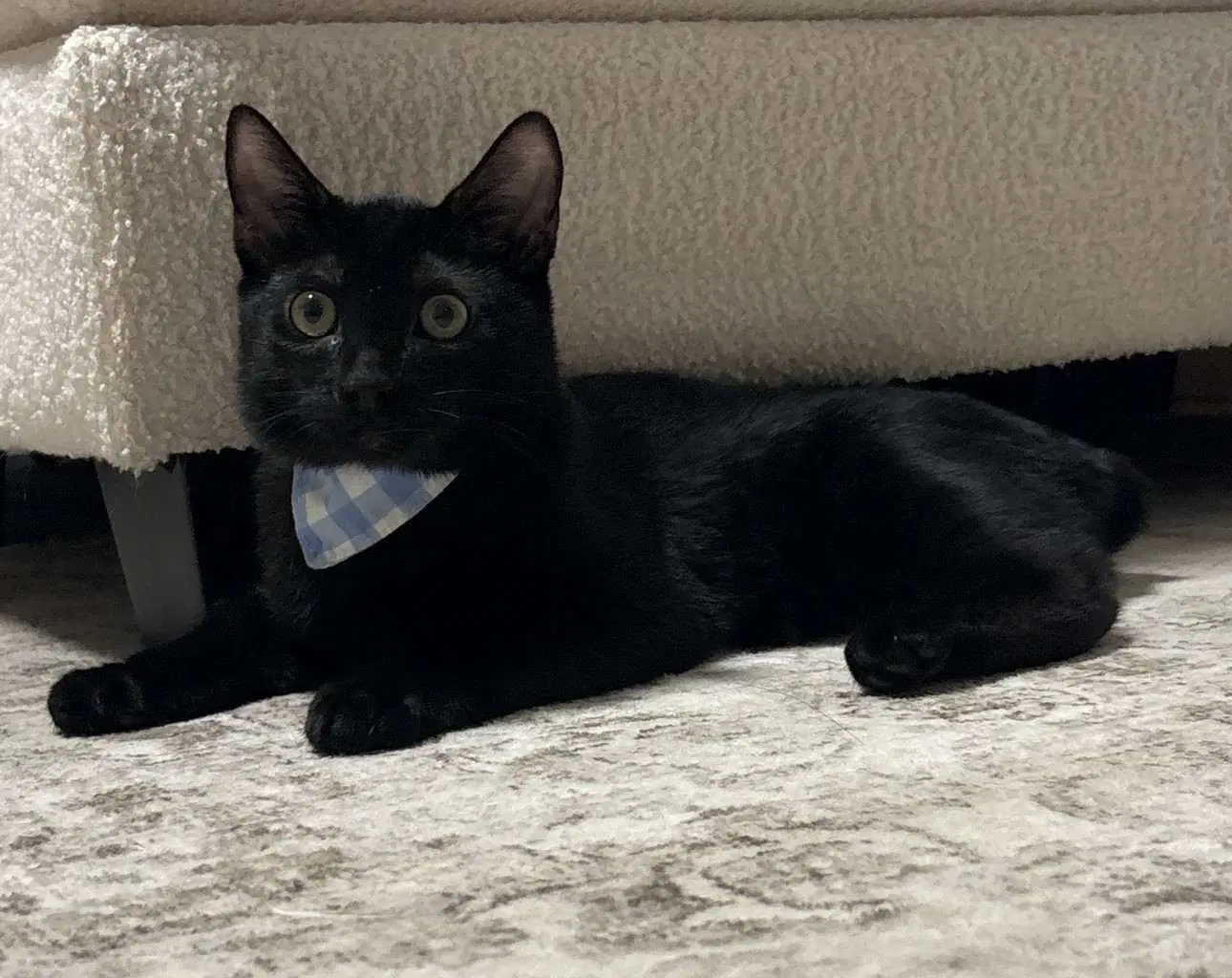 Kitten Macho - Domestic Short Hair