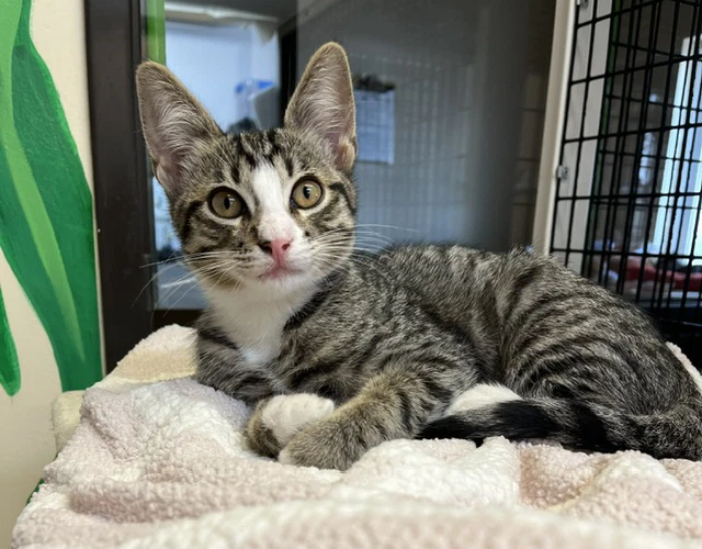 Kitten Ariel