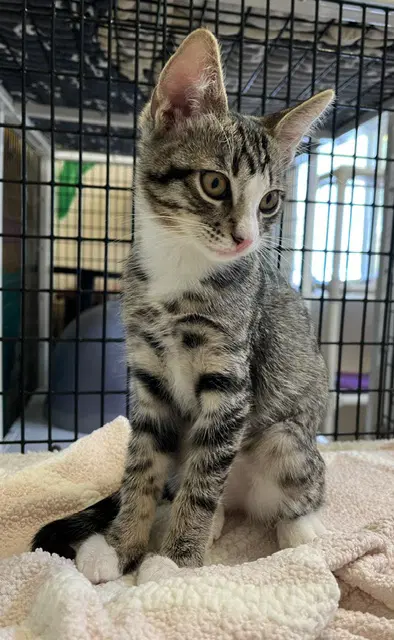 Kitten Ariel image 3