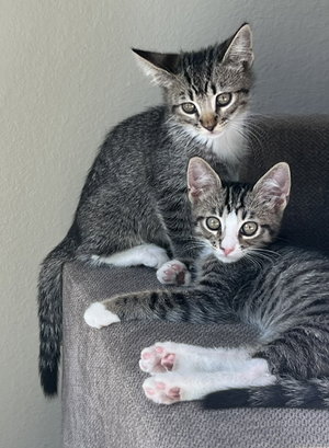 Kitten Ariel, photo 6