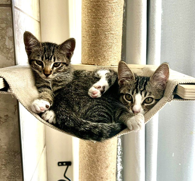 Kitten Abu, photo 4