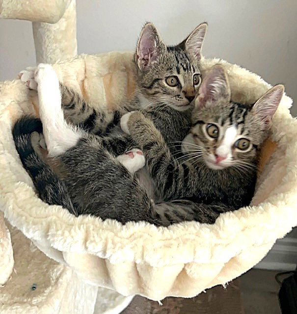 Kitten Abu, photo 5