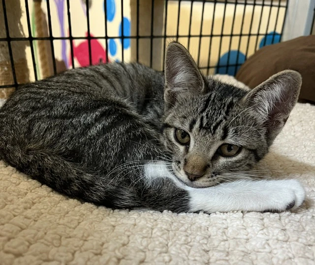 Kitten Abu
