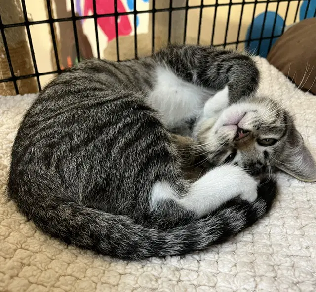Kitten Abu image 2