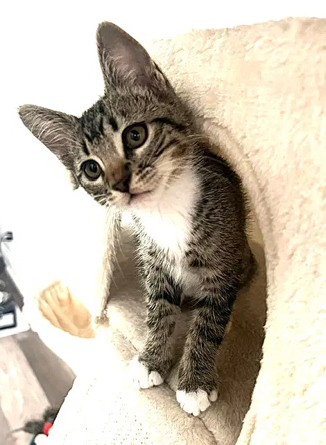 Kitten Abu image 3