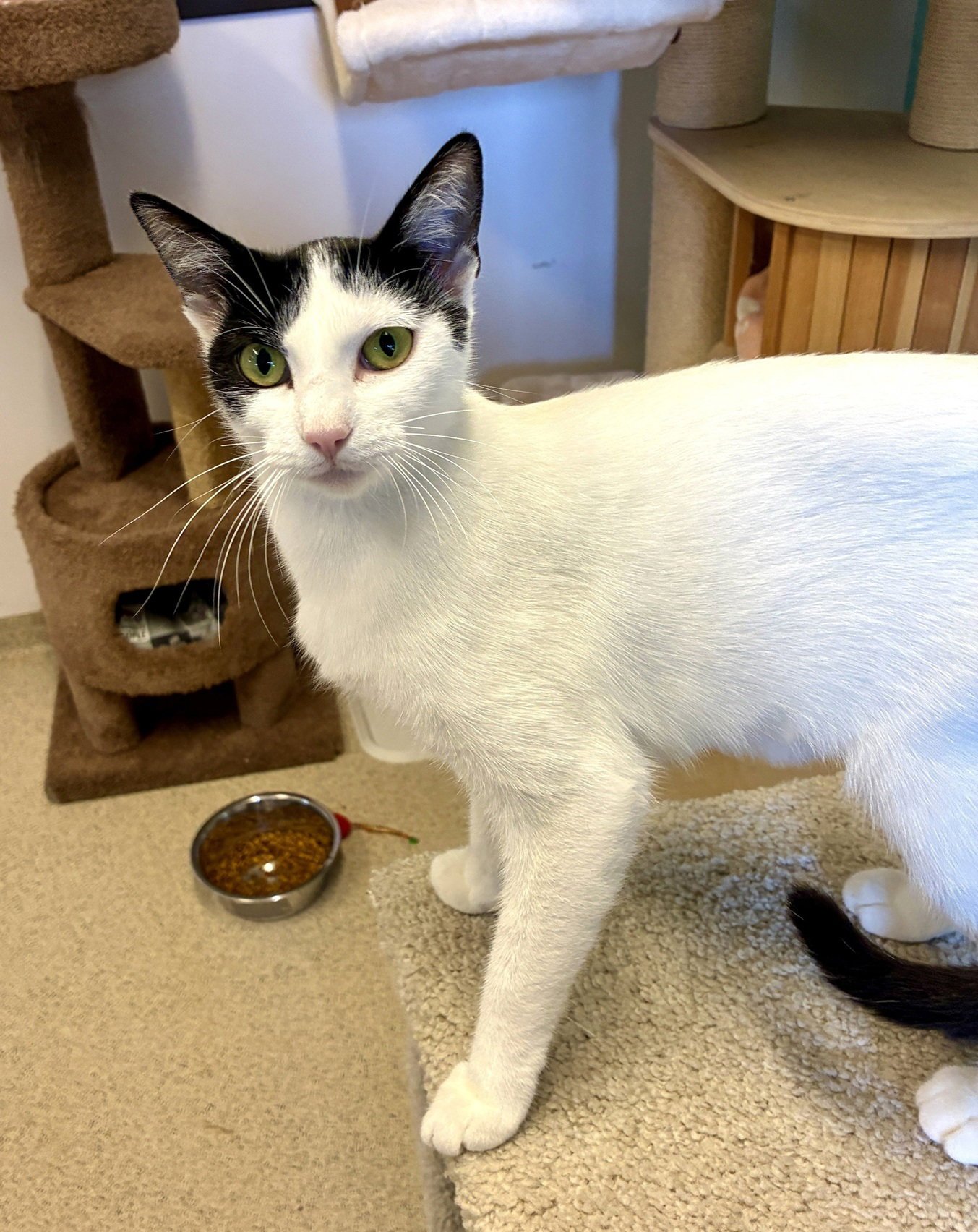Kiki, Domestic Short Hair
