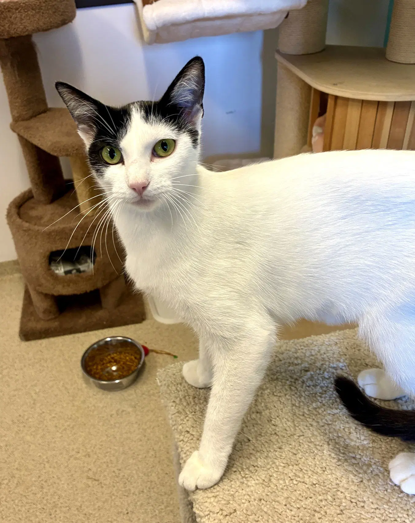 Kiki - Domestic Short Hair