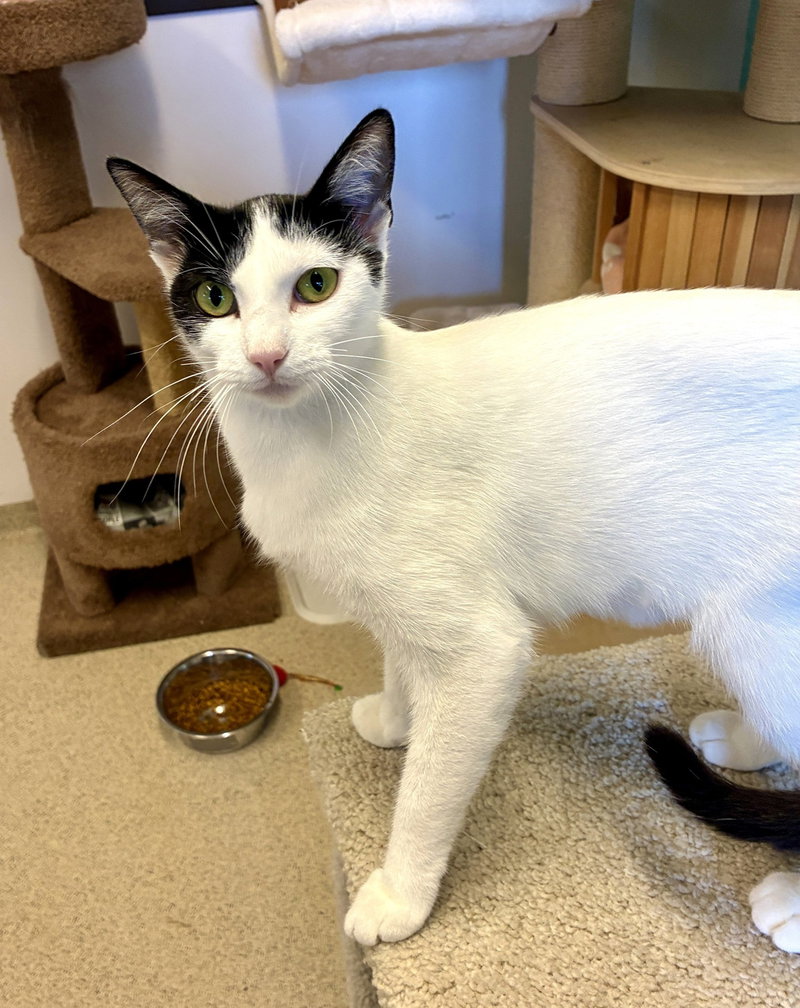 Kiki, an adult female cat up for adoption