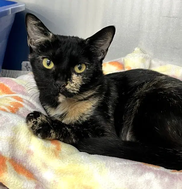 Yoyo Mama - Domestic Short Hair