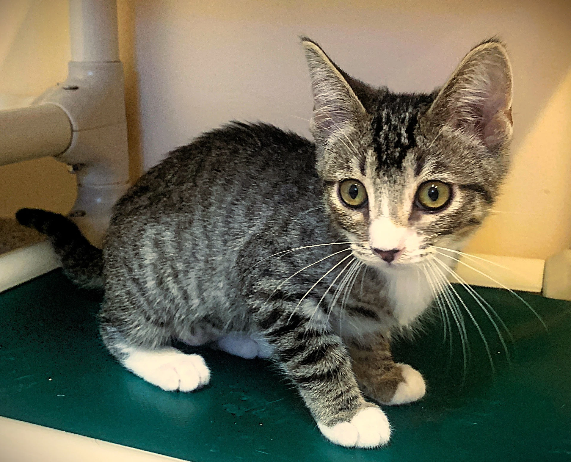 Kitten Artemis