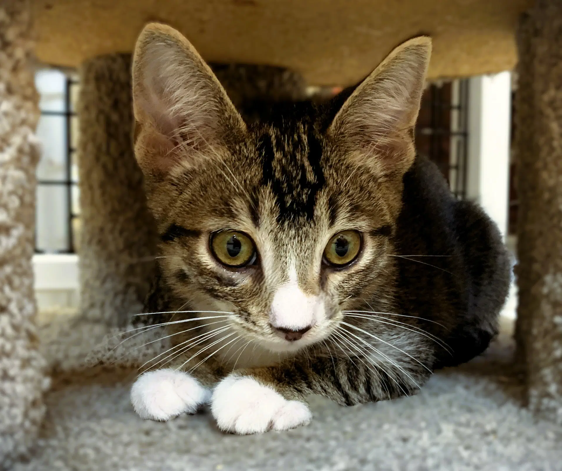Kitten Artemis image 2