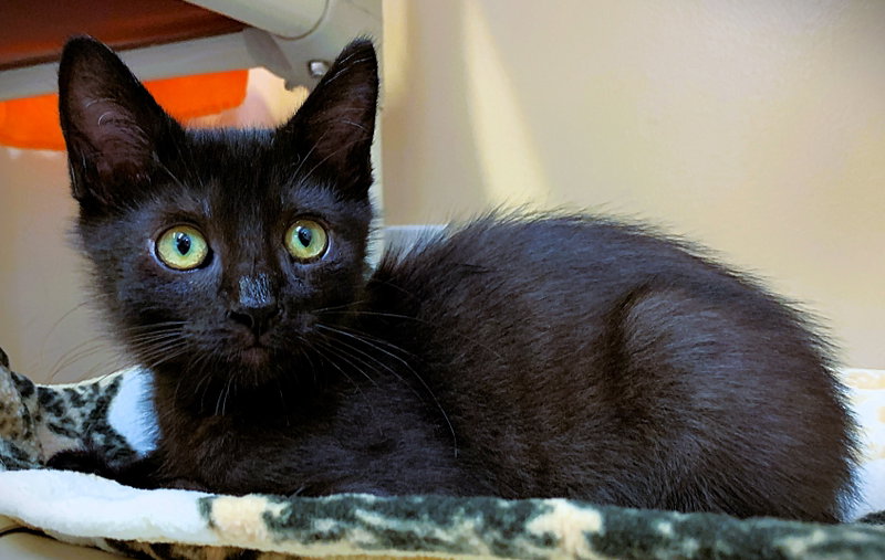 Kitten Atlas, a male kitten up for adoption