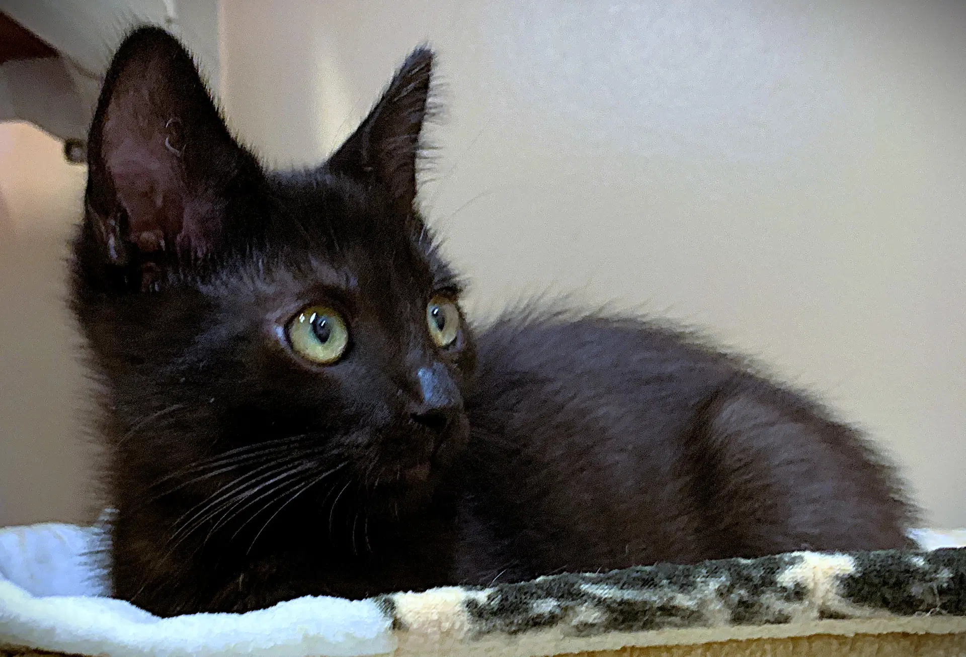 Kitten Atlas image 2