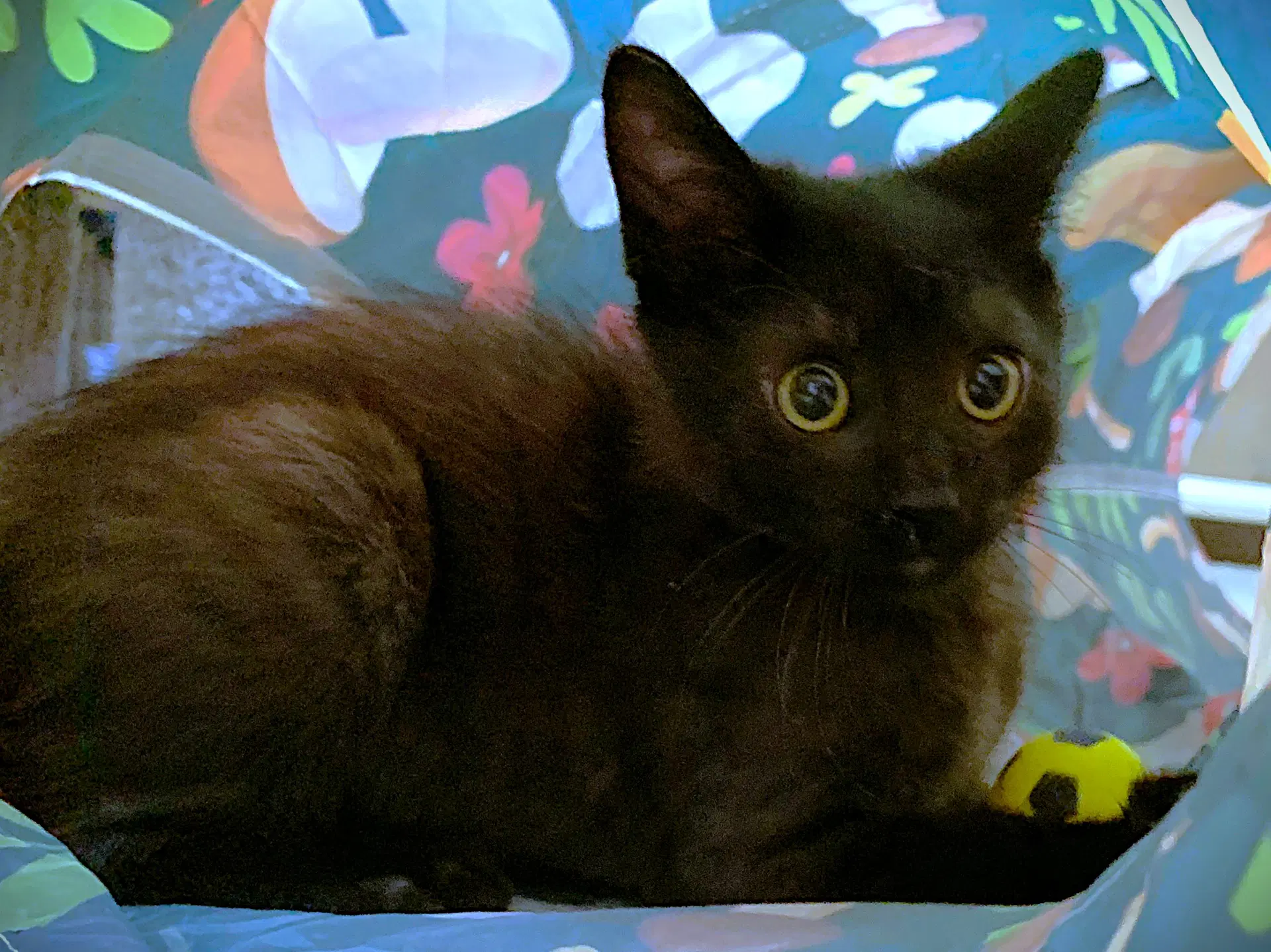 Kitten Atlas image 3