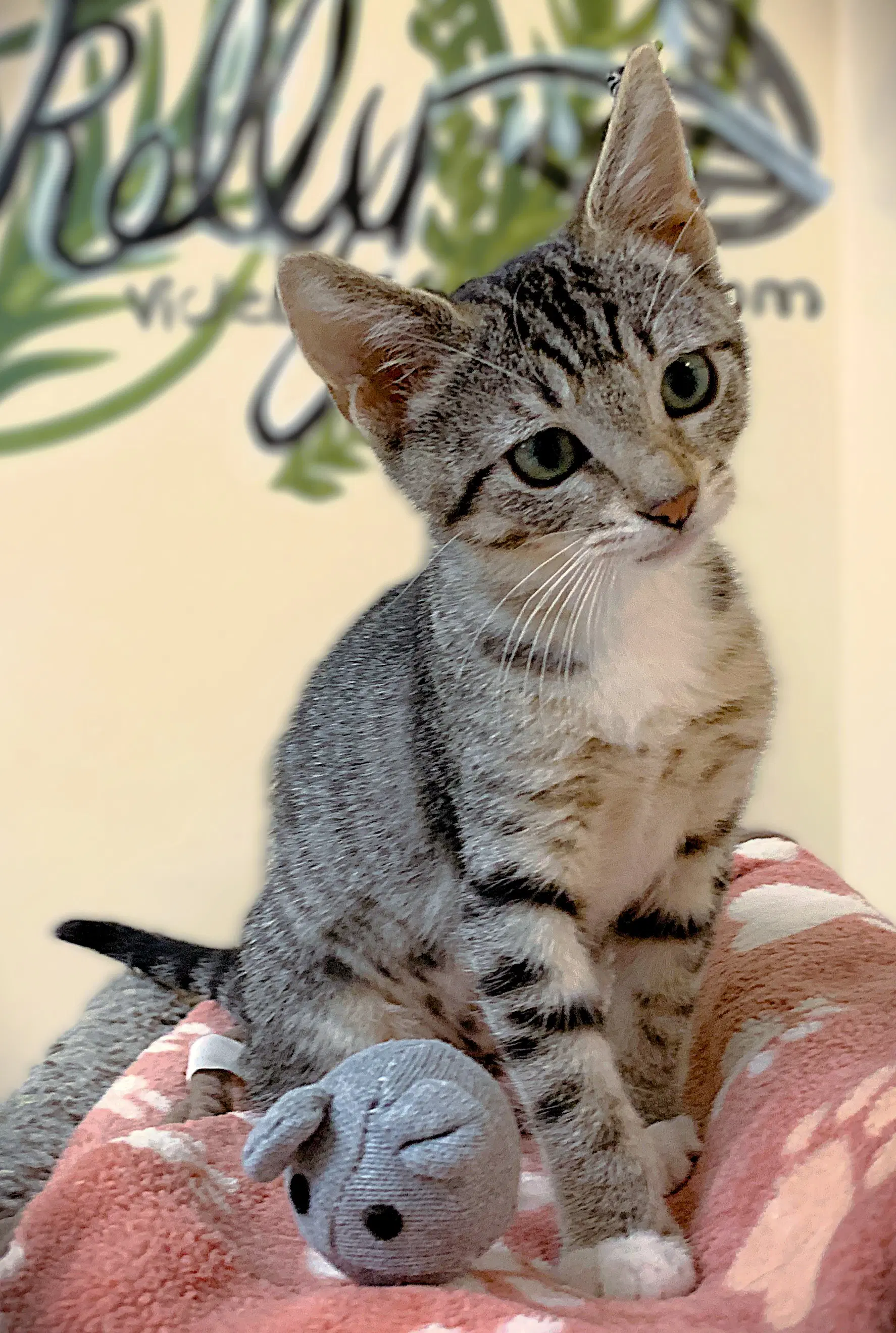 Kitten Ibiza - Domestic Short Hair