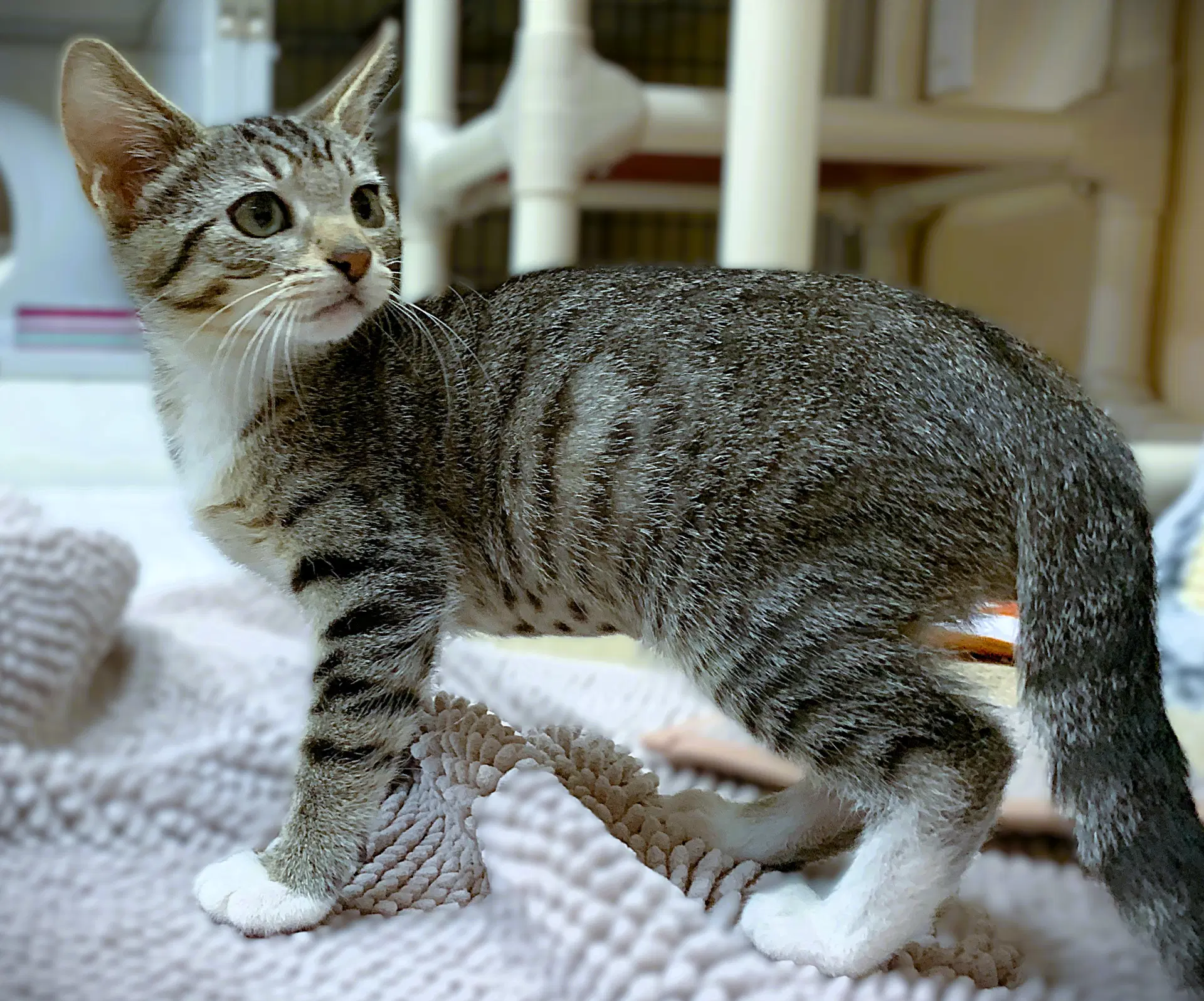 Kitten Ibiza image 3