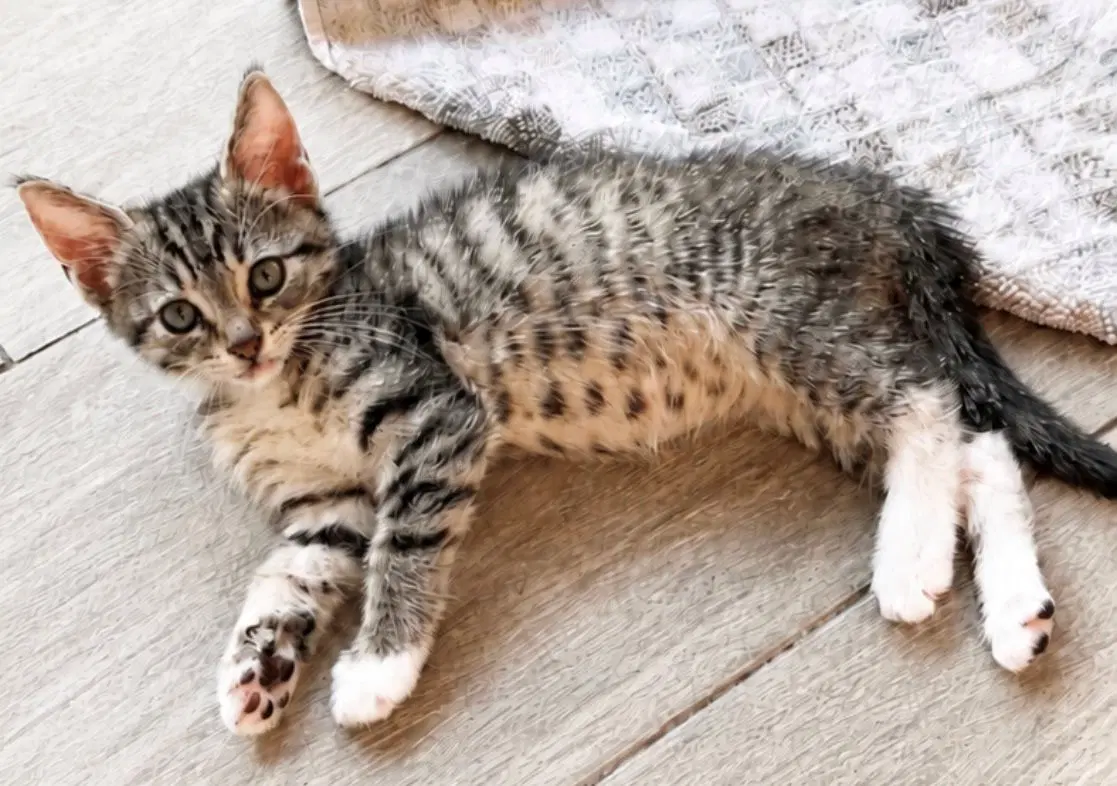 Kitten Ibiza image 4