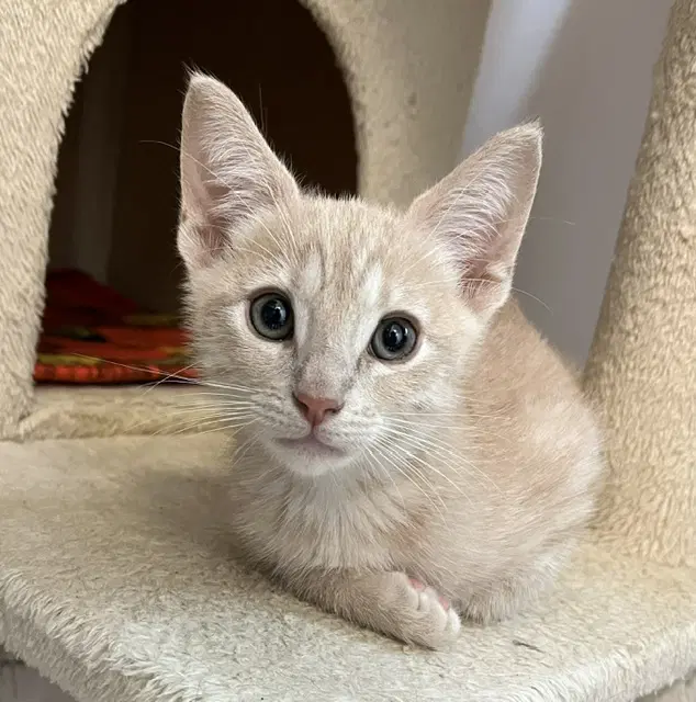 Kitten Yumi - Domestic Short Hair
