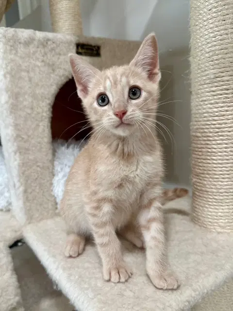 Kitten Yumi image 2