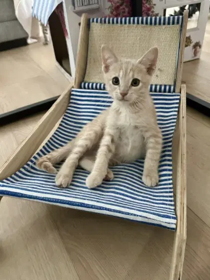 Kitten Yumi image 3