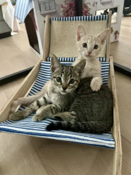 Kitten Yumi image 4