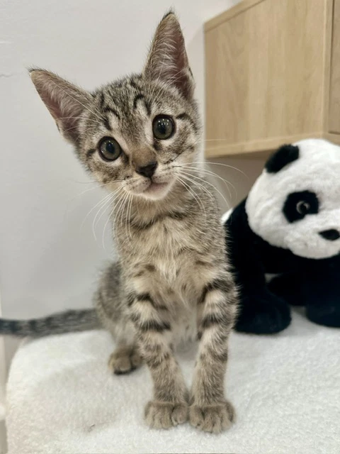 Kitten Yiqi