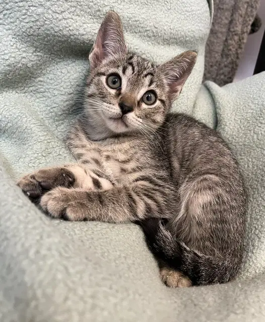 Kitten Yiqi image 2
