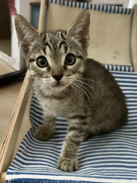 Kitten Yiqi image 3