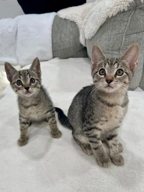 Kitten Yoshi image 4