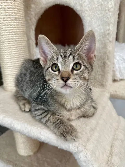 Kitten Yoshi image 2